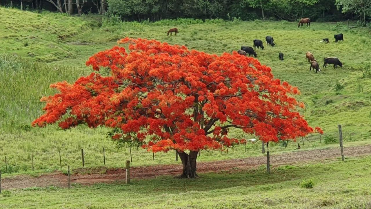 Fazenda Pinhalzinho 賓館 Ribeirao Claro