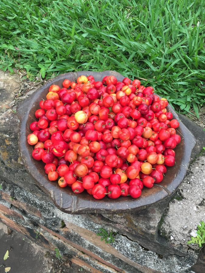Fazenda Pinhalzinho * Ribeirao Claro